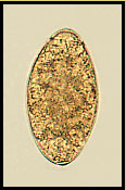 mscl.jpg (17899 ֽ)