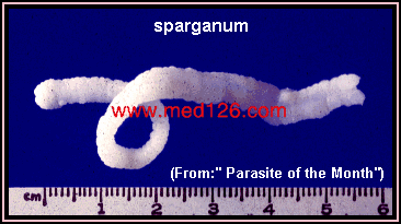 sparganum.gif (35283 ֽ)