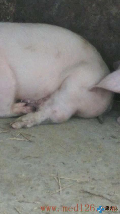 养猪疾病治疗:保育猪腿部关节肿大,大小如馒头