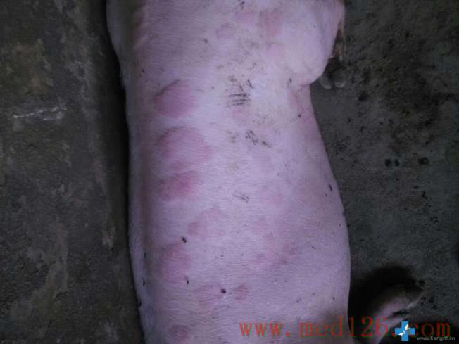 猪病咨询:猪身上出现浮肿红色斑块请问是怎么回事是猪丹毒吗