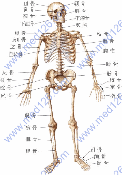 人体解剖学骨骼系统解剖图