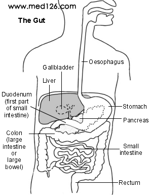 The gut