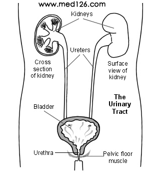 Urinary tract