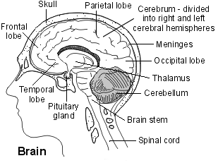 Cross-section diagram of the brain