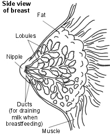 Cross-section diagram of a breast