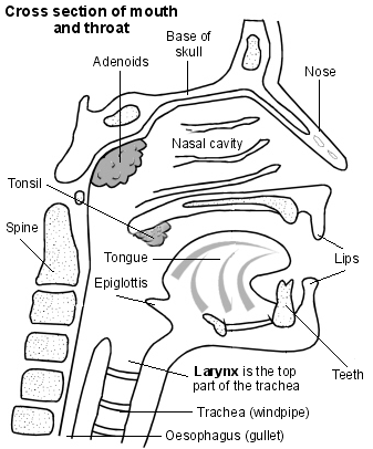 Cross-section diagram of the mouth and throat showing the larynx