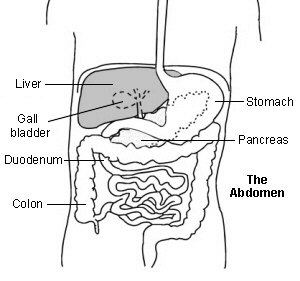Cross-section diagram of the abdomen