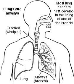 Cross-section diagram of the lungs and airways