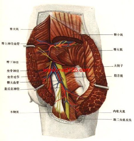 股三角解剖图图片