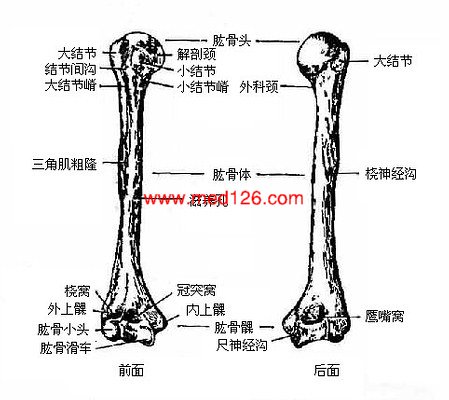 小结节肱骨图片