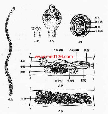 微小膜壳绦虫生活史图片