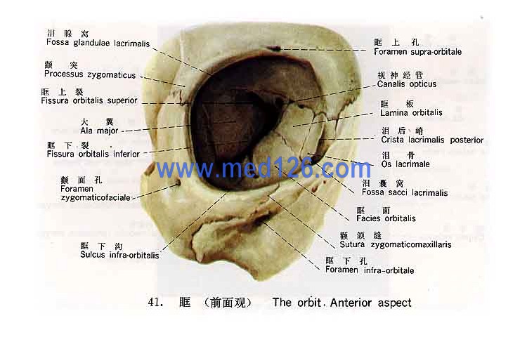 梨状窝解剖图片