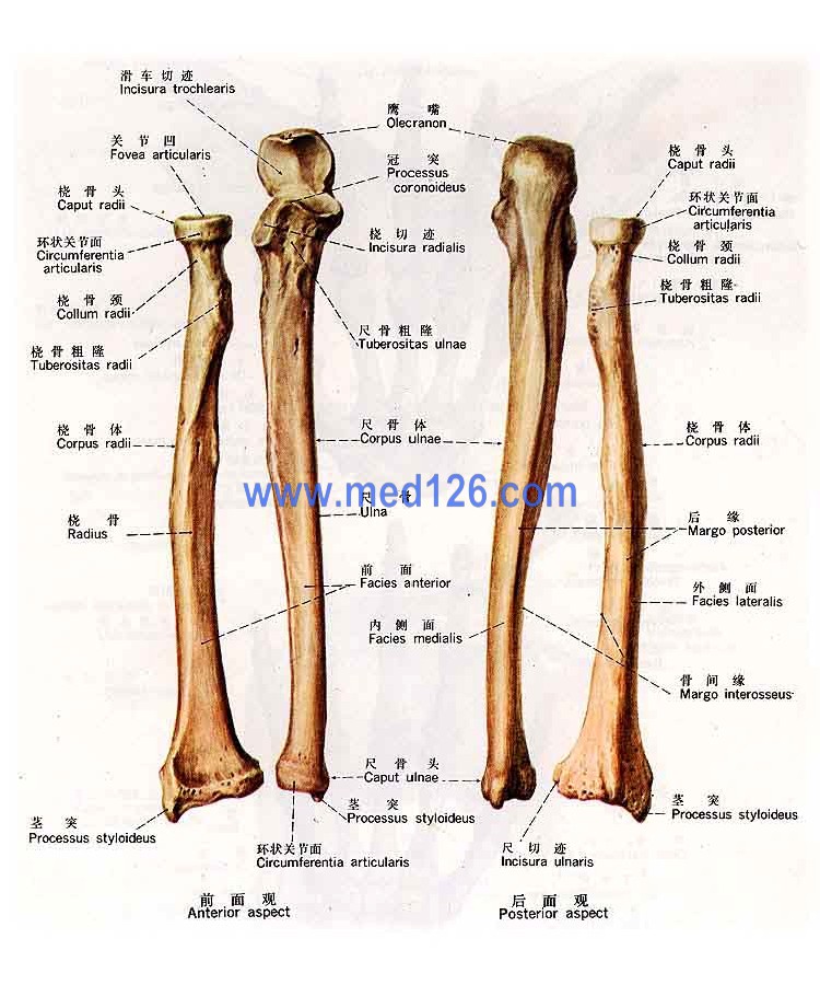 胳膊骨头解剖图图片