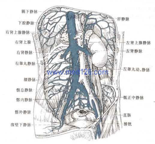 胸腹壁静脉图片