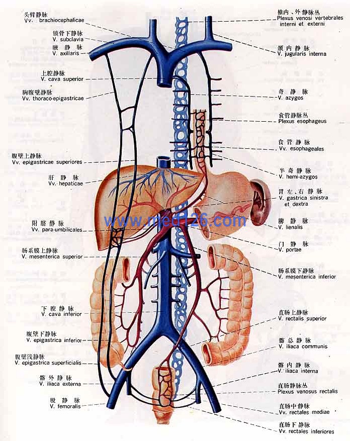 深静脉解剖图图片