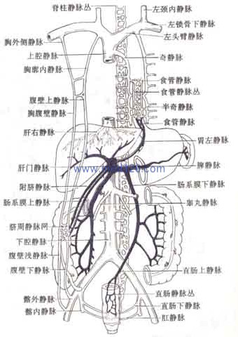 膎静脉解剖示意图图片