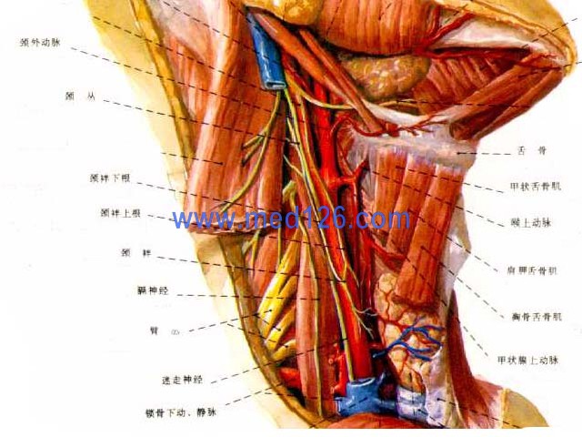 动脉导管三角解剖图片图片