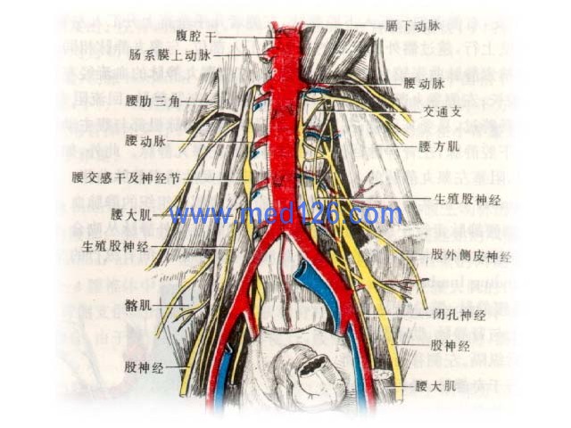 腹部主动脉的位置图图片