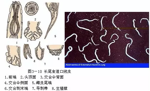 中国兽医网执业兽医寄生虫学考试复习资料第二部分