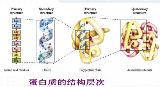 蛋白质结构简图图片