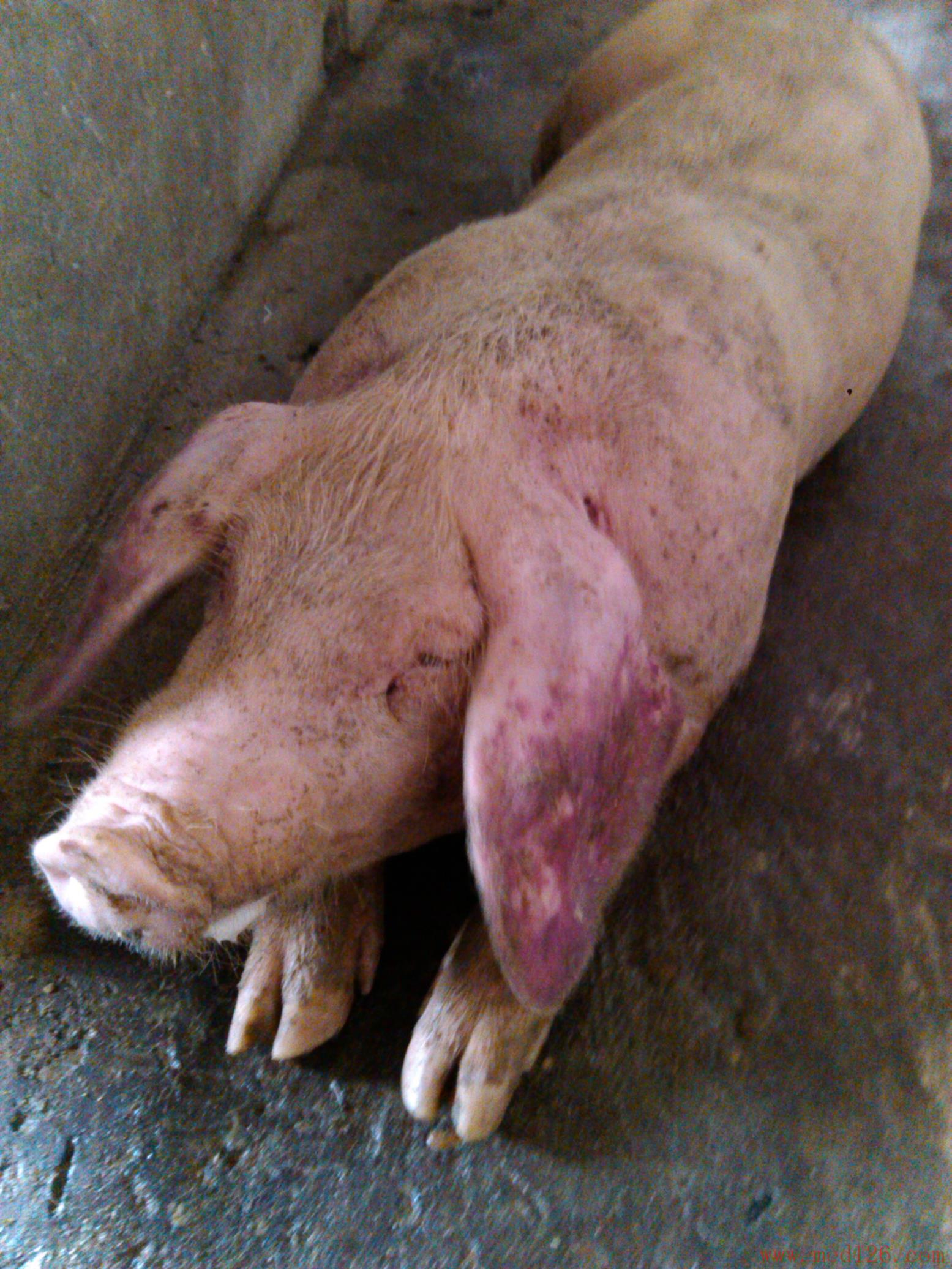 猪瘟早期症状图片图片