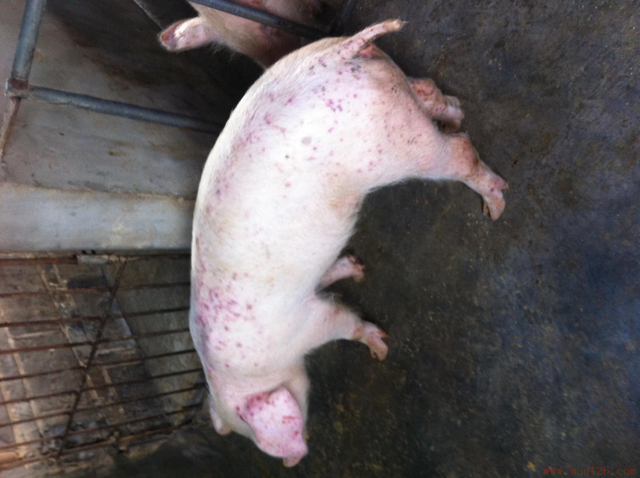 猪瘟脾脏症状图片图片