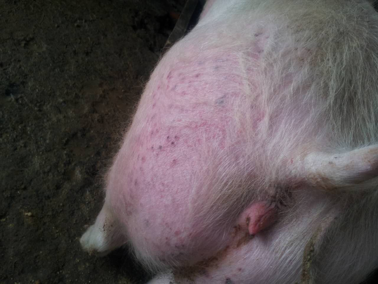 母猪水门肿 粉色图片