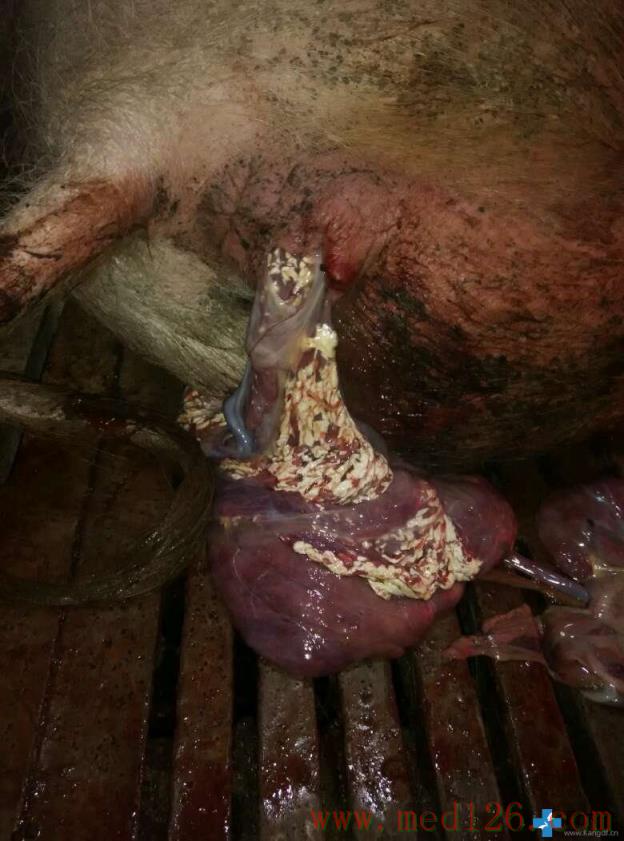 母猪胎衣和胎盘的图片图片