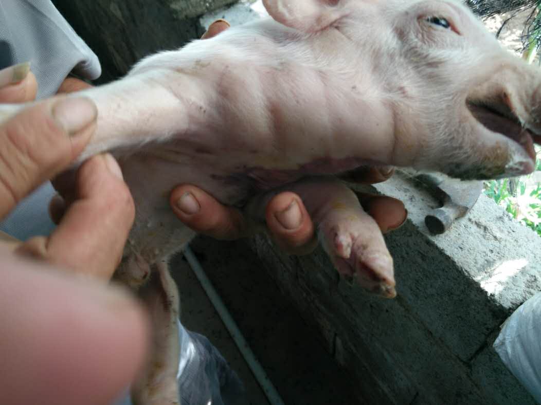 猪温病是什么症状图片图片