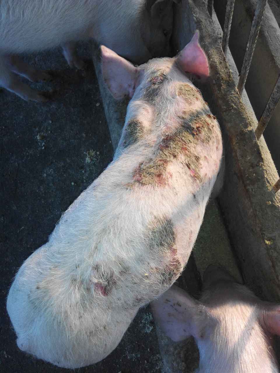 猪寄生虫病的症状图片图片