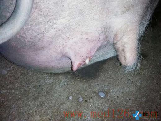 母猪流粘液排卵图片图片