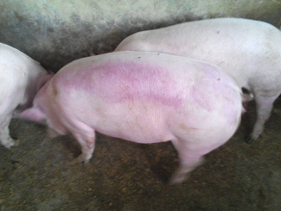 猪胃出血症状图片图片