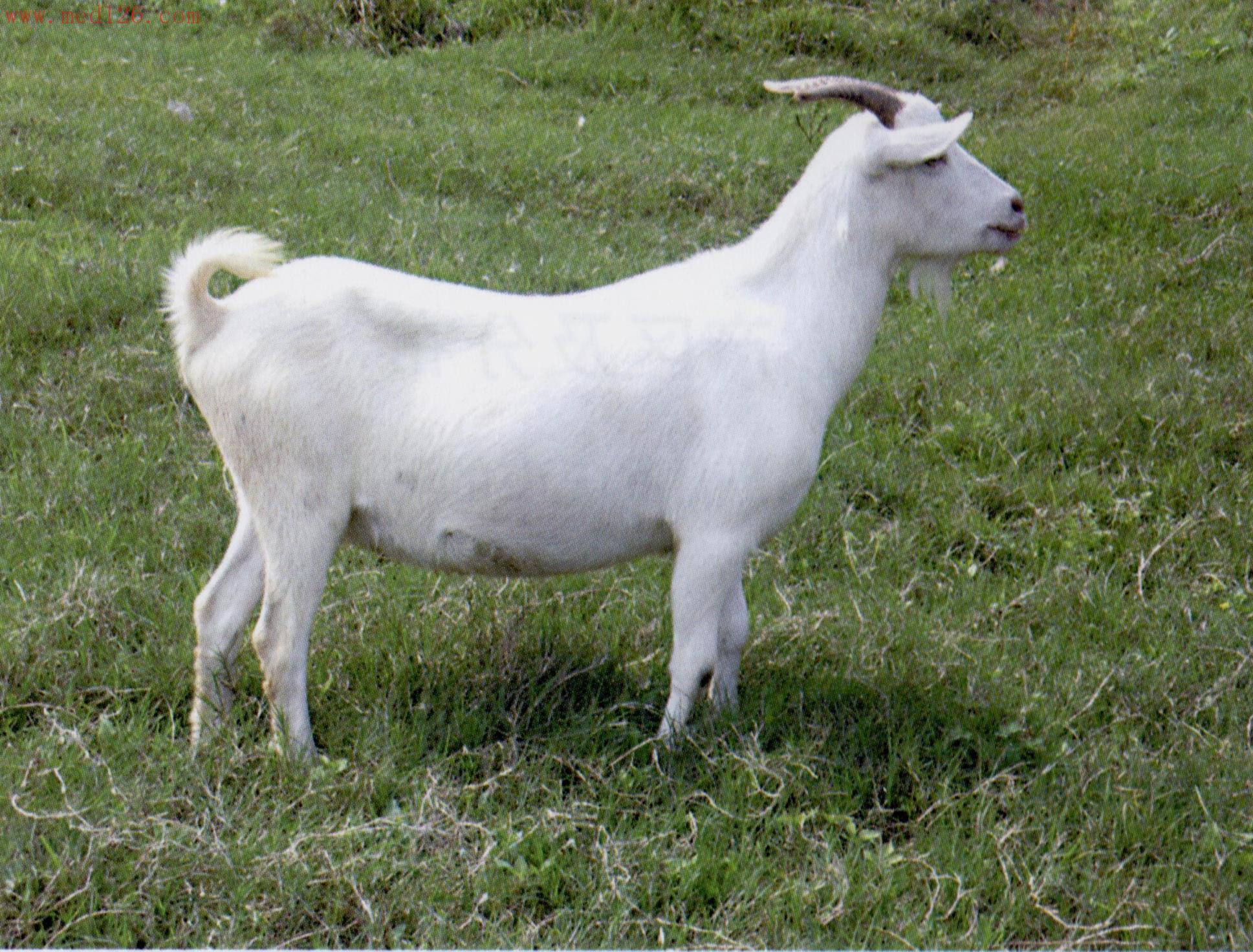 白山羊品种图片